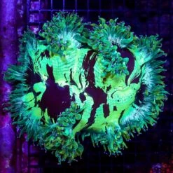 Aussie Purple Tipped Elegance