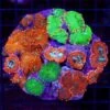 Ridiculous Rhodactis Mushroom Combo -Coral Shop WCS 052625 11