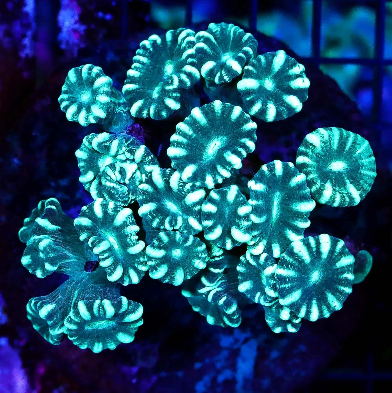 Striped Spearmint Candy Cane 3 Striped Spearmint Candy Cane