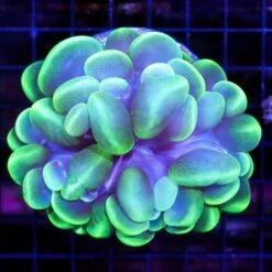 Purple And Neon Bubble Cora