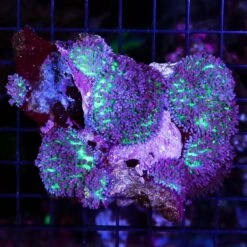 Fiji Lavender Hairy Mushrooms