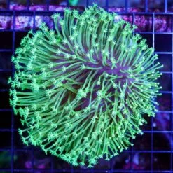 Insane Long Polyp Toadstool Leather