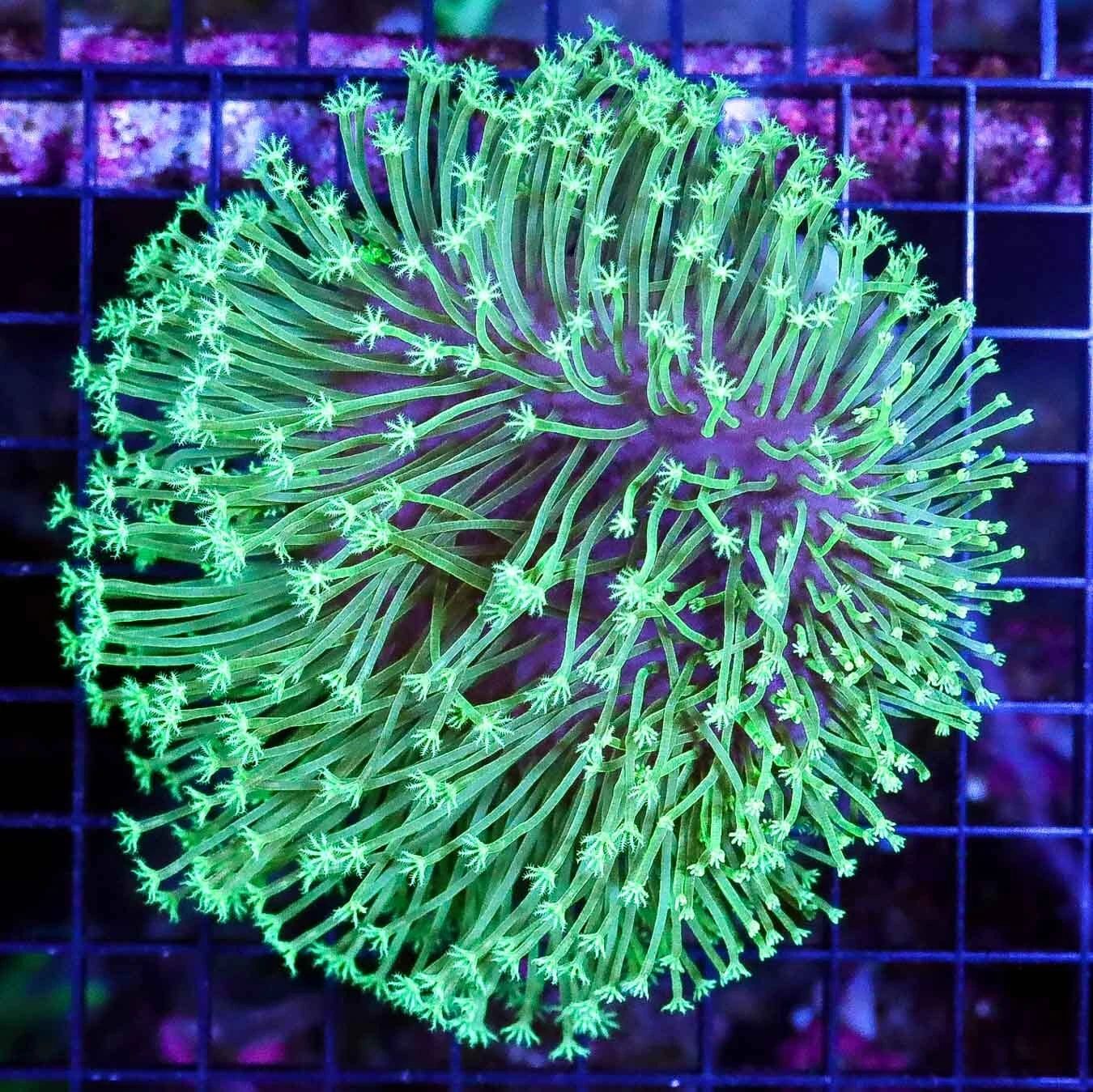 Insane Long Polyp Toadstool Leather 3 Insane Long Polyp Toadstool Leather