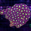 Dragon Soul Goniastrea -Coral Shop WCS 052625 20