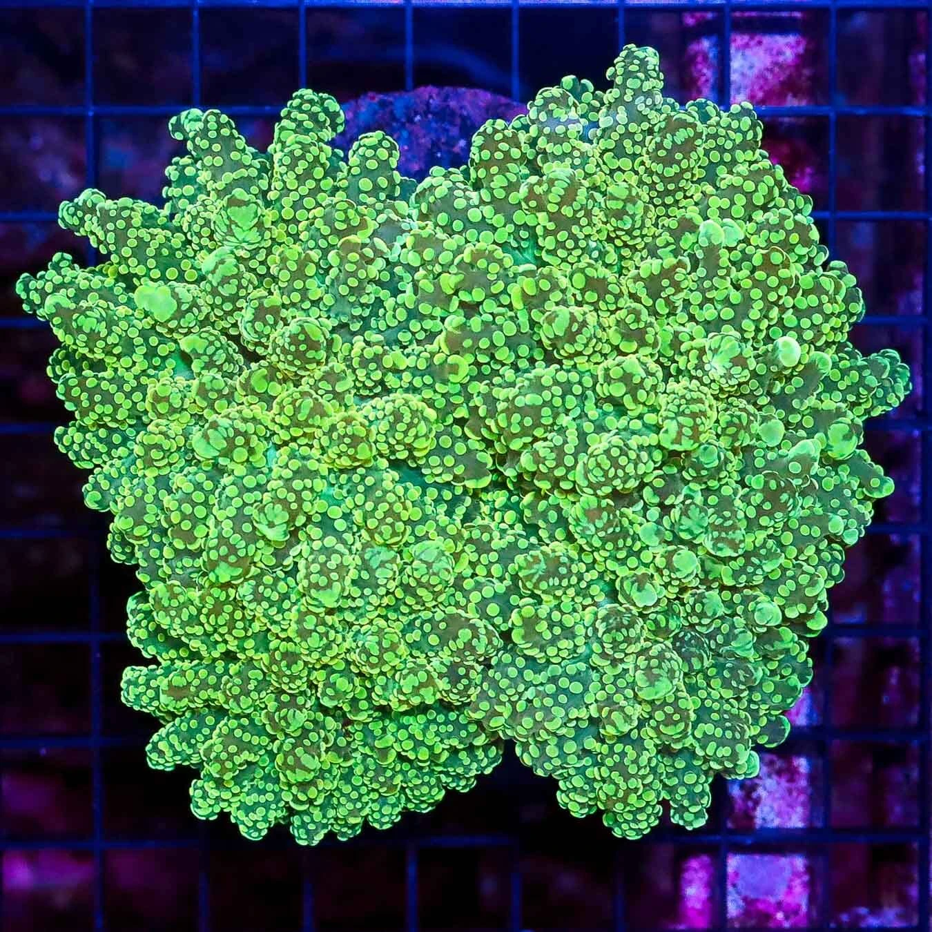 Orange And Neon Green Branching Frogspawn 2 Orange And Neon Green Branching Frogspawn