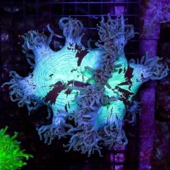 Aussie Blue Seas And Lavender Tipped Elegance