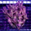 Aussie Rose Tipped Mille Acropora -Coral Shop WCS 052625 24