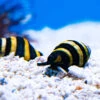 Bumblebee Snail -Coral Shop WI 11
