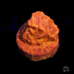 WWC BBQ Chip Leptoseris Coral