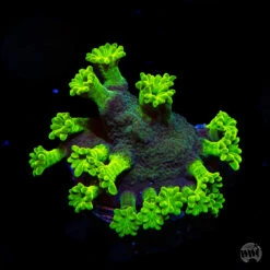 WWC Bullfrog Astreopora