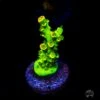 WWC Cash Me Outside Tenuis Acropora -Coral Shop WWC Cash Me Outside Tenuis Acropora 01