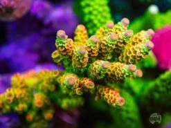 WWC Cash Me Outside Tenuis Acropora -Coral Shop WWC Cash Me Outside Tenuis Acropora 0719 sm MC 3a0840dc efd6 4a0e 8492 21978d8f3734