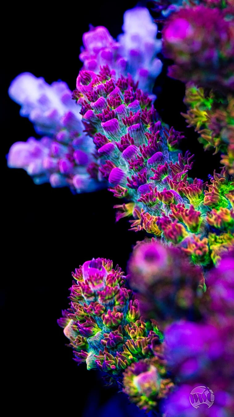 WWC Dirty Love Dreams Acropora 5 WWC Dirty Love Dreams Acropora - Image 3