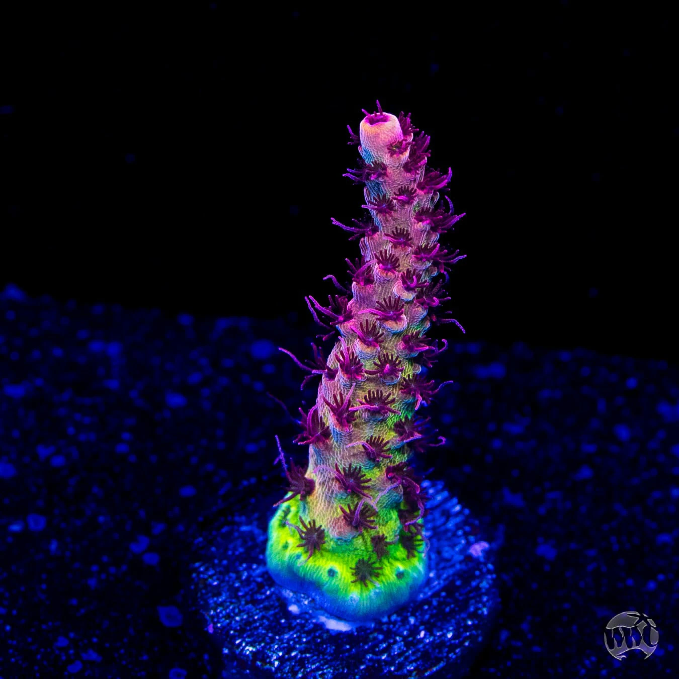 WWC Dragon Slayer Acropora 3 WWC Dragon Slayer Acropora