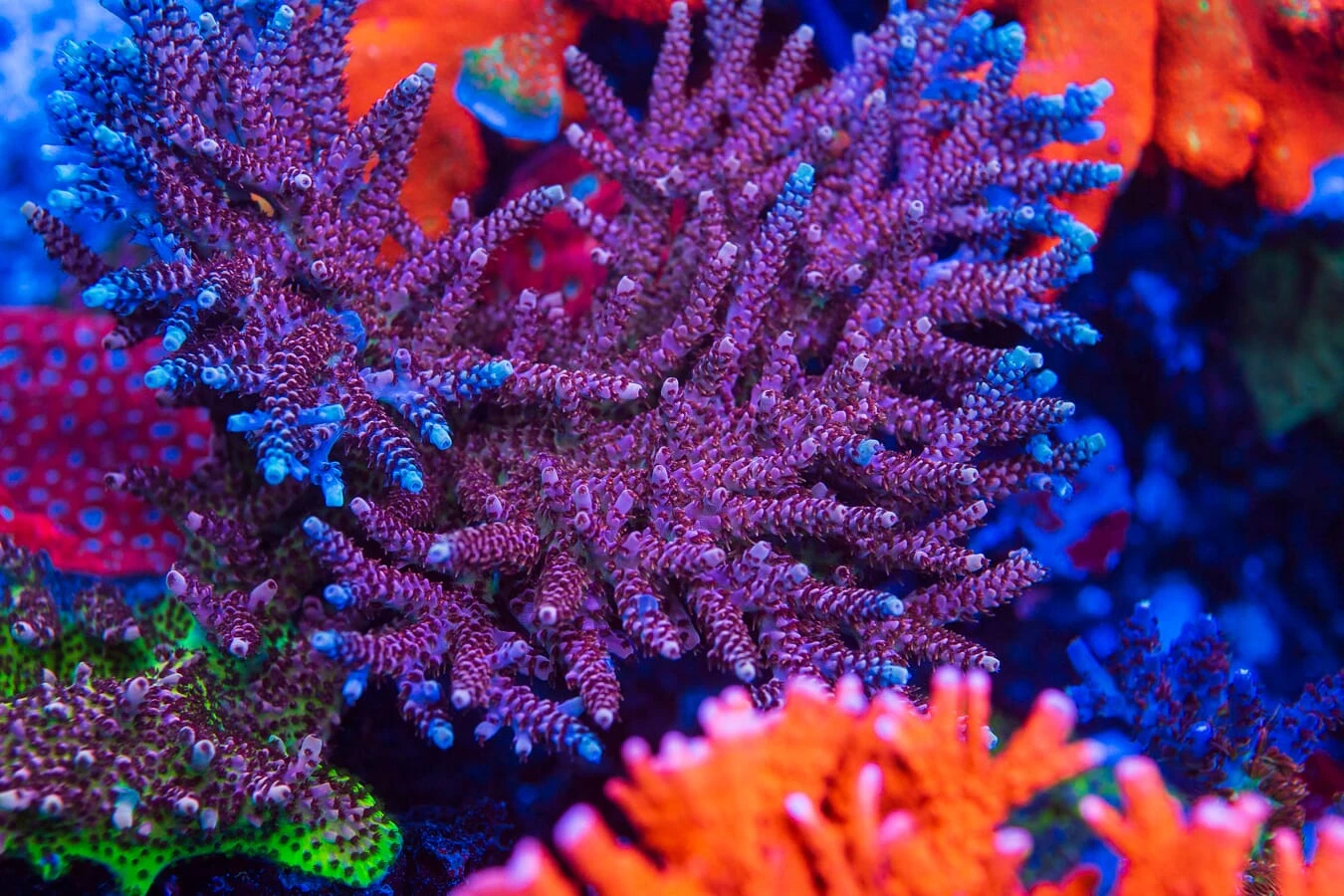 WWC Dragon Slayer Acropora 4 WWC Dragon Slayer Acropora - Image 2