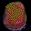 WWC Electric Daisy Stylocoeniella Coral -Coral Shop WWC Electric Daisy Stylocoeniella 01