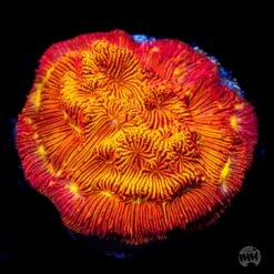 WWC Firebird Leptoseris Coral