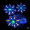 WWC Fireworks Clove Polyp Coral -Coral Shop WWC Fireworks Clove Polyps 173