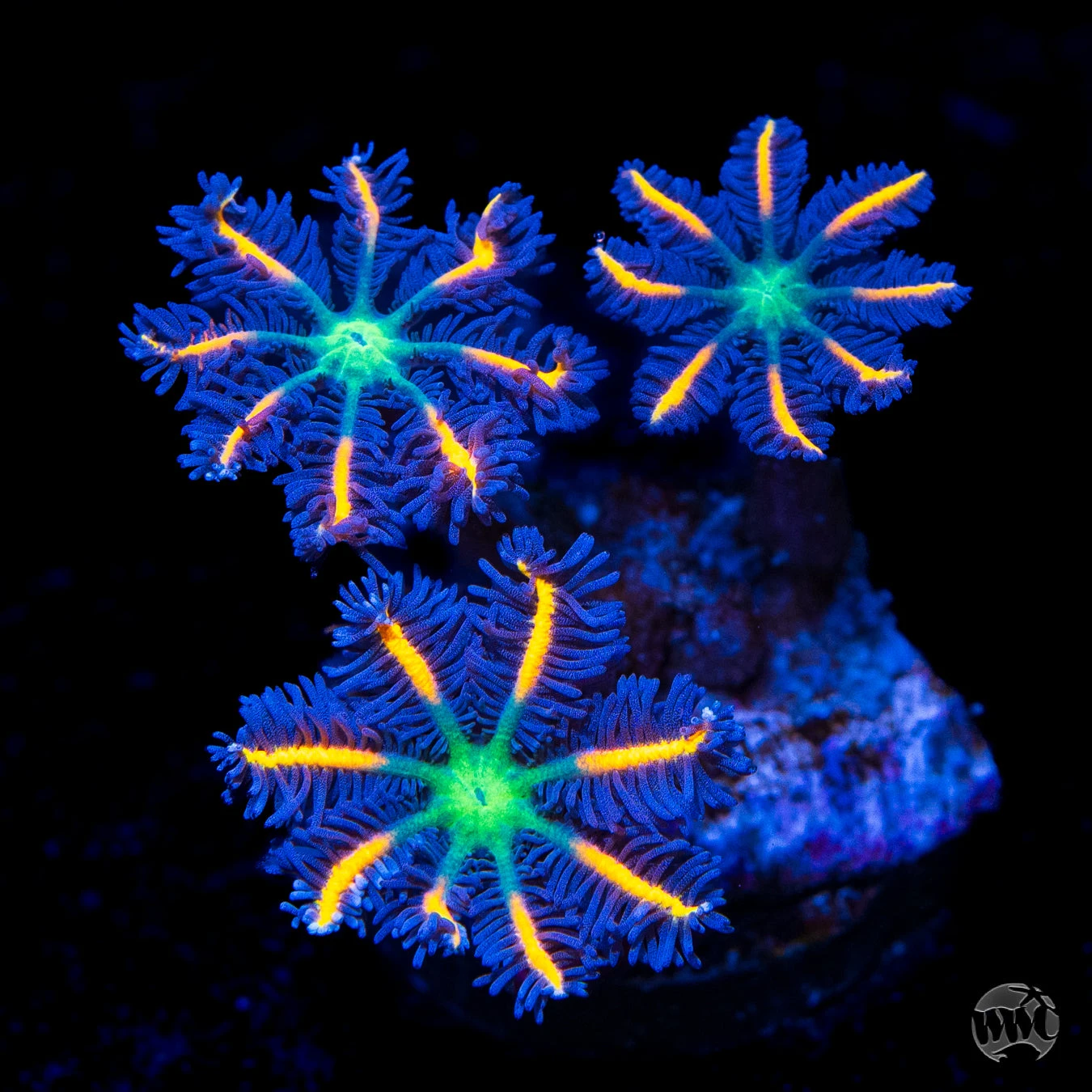 WWC Fireworks Clove Polyp Coral 3 WWC Fireworks Clove Polyp Coral