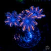 WWC Florida Squeeze Clove Polyp Coral -Coral Shop WWC Florida Squeeze Clove Polyps SI