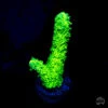 WWC Glowstick Hydnophora Coral -Coral Shop WWC Glowstick Hydnophora 969