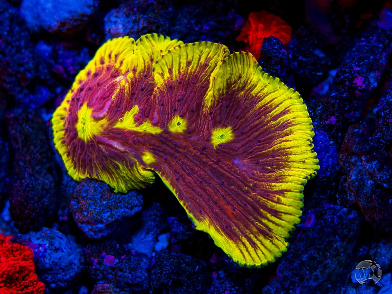 WWC Henchman Diaseris Plate Coral 5 WWC Henchman Diaseris Plate Coral - Image 3