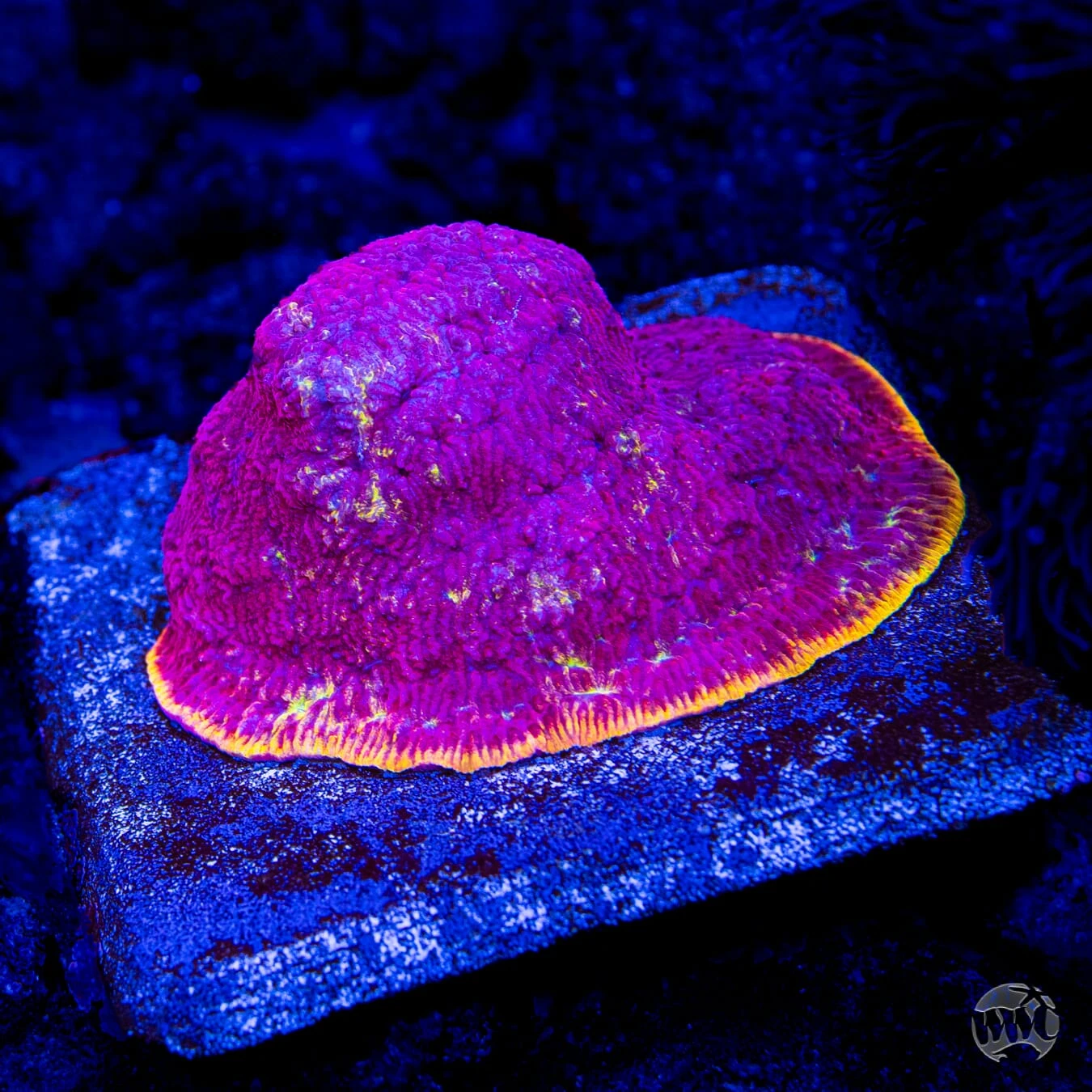 WWC Immolation Lithophyllon 4 WWC Immolation Lithophyllon - Image 2