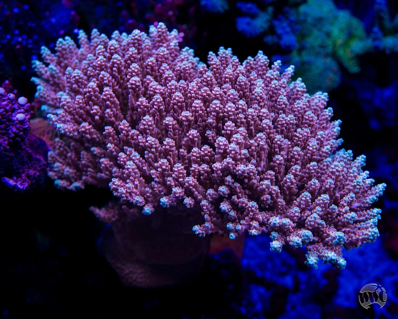 WWC Inner Planet Acropora 4 WWC Inner Planet Acropora - Image 2