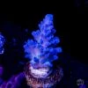 WWC Madman Austera Acropora -Coral Shop WWC Madman Austera Acropora 03