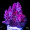 WWC Man Of Steel Tabling Acropora -Coral Shop WWC Man of Steel Acropora 02