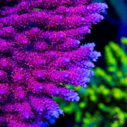 WWC Marmalade Melody Acropora -Coral Shop WWC Marmalade Melody Acropora 6173 MC sm