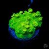 WWC Neon Astreopora Coral -Coral Shop WWC Neon Astreopora 026