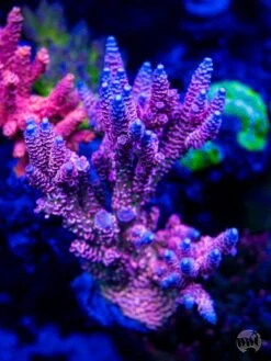 WWC Paradise Tenuis Acropora -Coral Shop WWC Paradise Tenuis Acropora 7885 MC sm e36f8b57 d1f3 4cb5 b9ac e83df894da3e