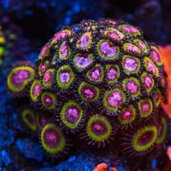 WWC Pink Krakatoa Zoanthids -Coral Shop WWC Pink Krakatoa Zoanthids 9164 MC sm