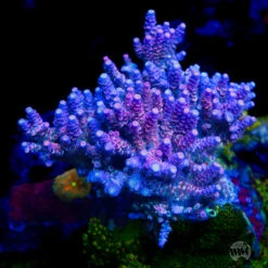 WWC Sabotage Tenuis Acropora -Coral Shop WWC Sabotage Tenuis Acropora 0737