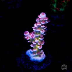 WWC Sabotage Tenuis Acropora -Coral Shop WWC Sabotage Tenuis Acropora