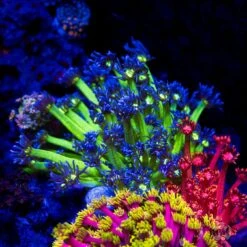 WWC Shadow Flame Goniopora -Coral Shop WWC Shadow Flame Goniopora 0178 MC sm 129267c0 5f9f 4302 a349 a07754bb8581