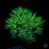 WWC Sizzling Star Polyps Coral -Coral Shop WWC Sizzling Star Polyps SI