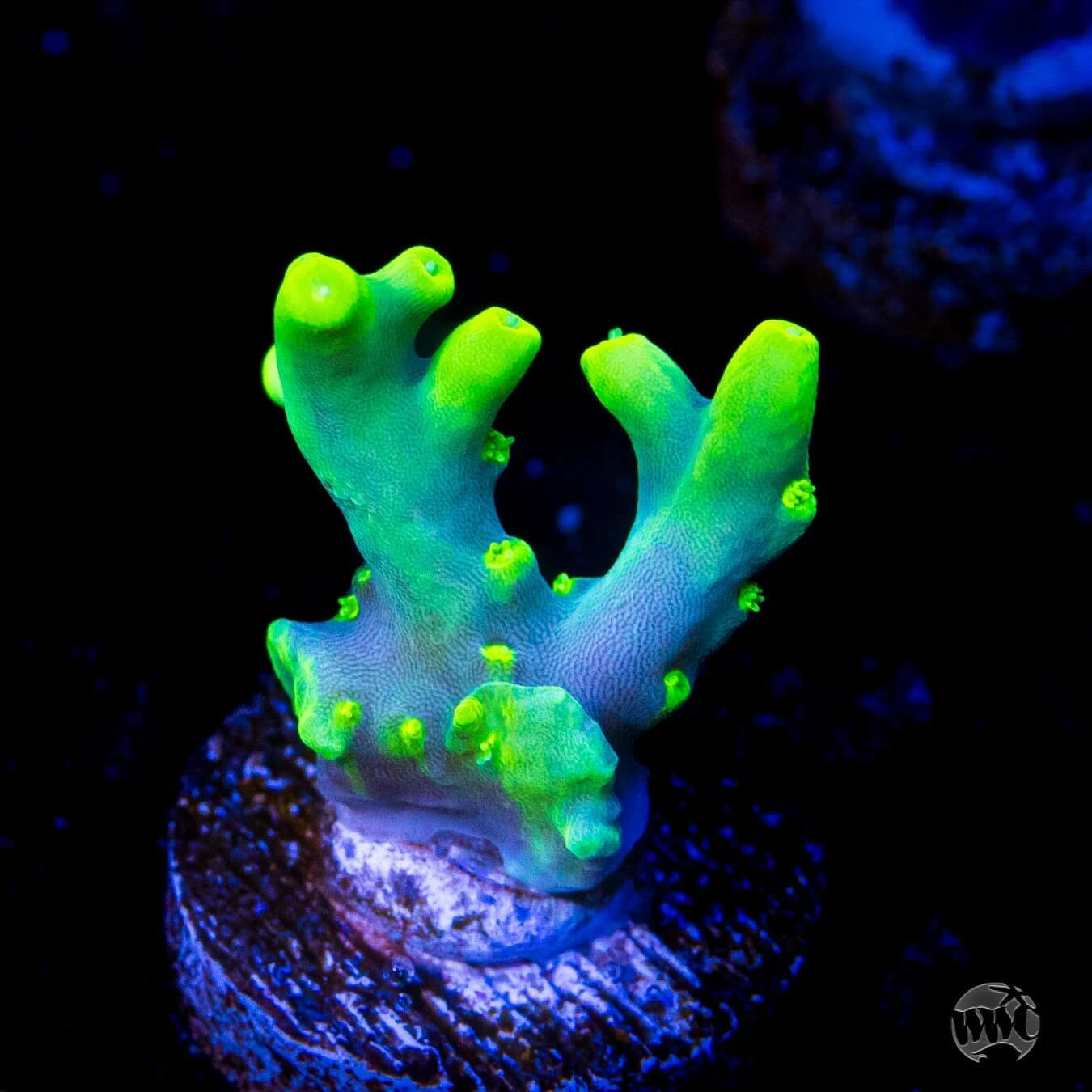 WWC Yodaz Acropora 3 WWC Yodaz Acropora