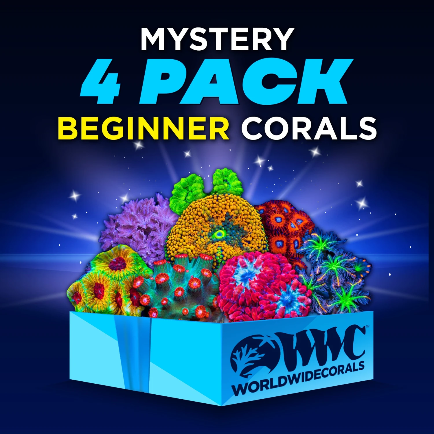 Mystery 4 Pack Beginner Corals 3 Mystery 4 Pack Beginner Corals