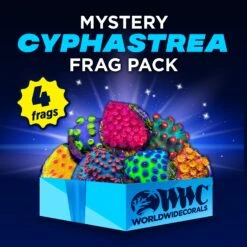 Mystery Cyphastrea Frag Pack (4 Frags)
