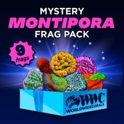 Mystery Montipora Frag Pack (9 Frags)
