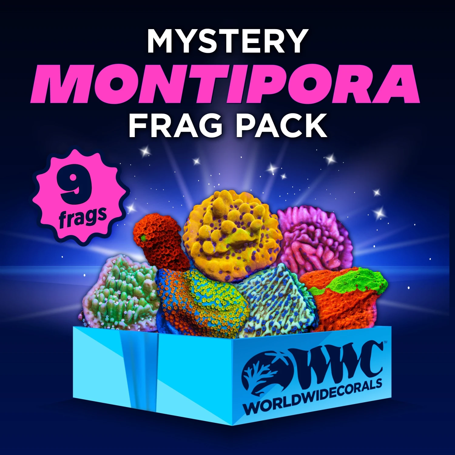 Mystery Montipora Frag Pack (9 Frags) 3 Mystery Montipora Frag Pack (9 Frags)