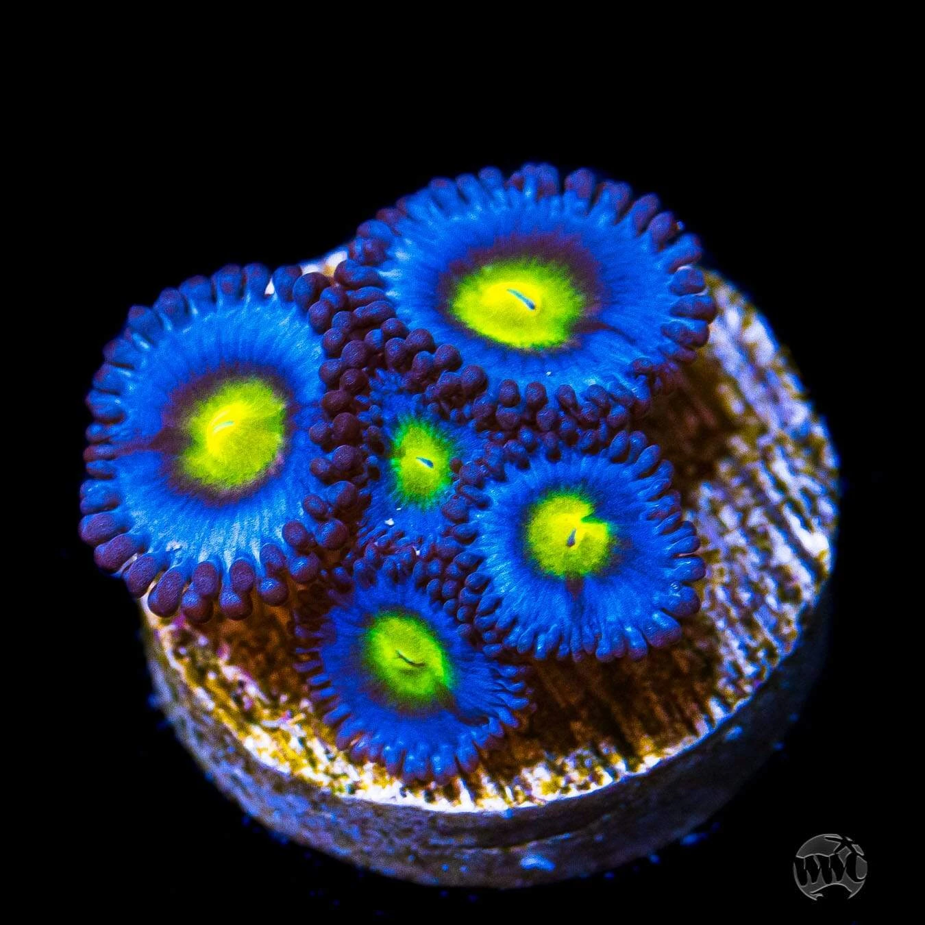 WWC AOI Zoanthids 3 WWC AOI Zoanthids