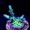 WWC Aussie Special Acropora -Coral Shop WWC Aussie Special Acropora