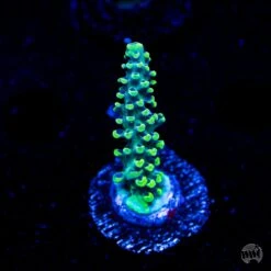 WWC Aussie Weeds Acropora