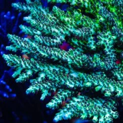 Coral Shop -Coral Shop WWC Aussie Weeds Acropora SM 00023 ab52b211 0493 4d5b 92ff 5a2bf5697c64