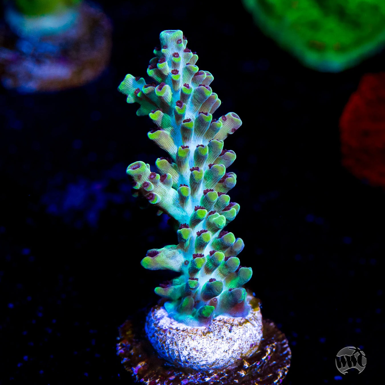 WWC Blazing Banshee Acropora 3 WWC Blazing Banshee Acropora