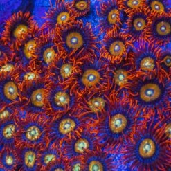 WWC Blondies Zoanthids -Coral Shop WWC Blondies Zoanthids 4686