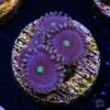 WWC Blue Watermelon Zoanthids -Coral Shop WWC Blue Watermelon Zoanthids